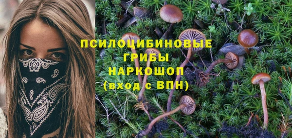 гашиш Богданович